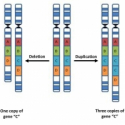 Genomic medicine and primary care